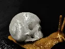 crâne escargot close up.webp