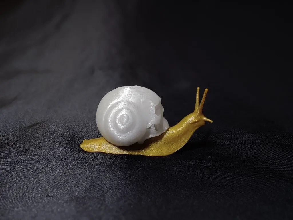 crâne escargot profile.webp