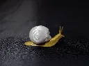 crâne escargot profile.webp