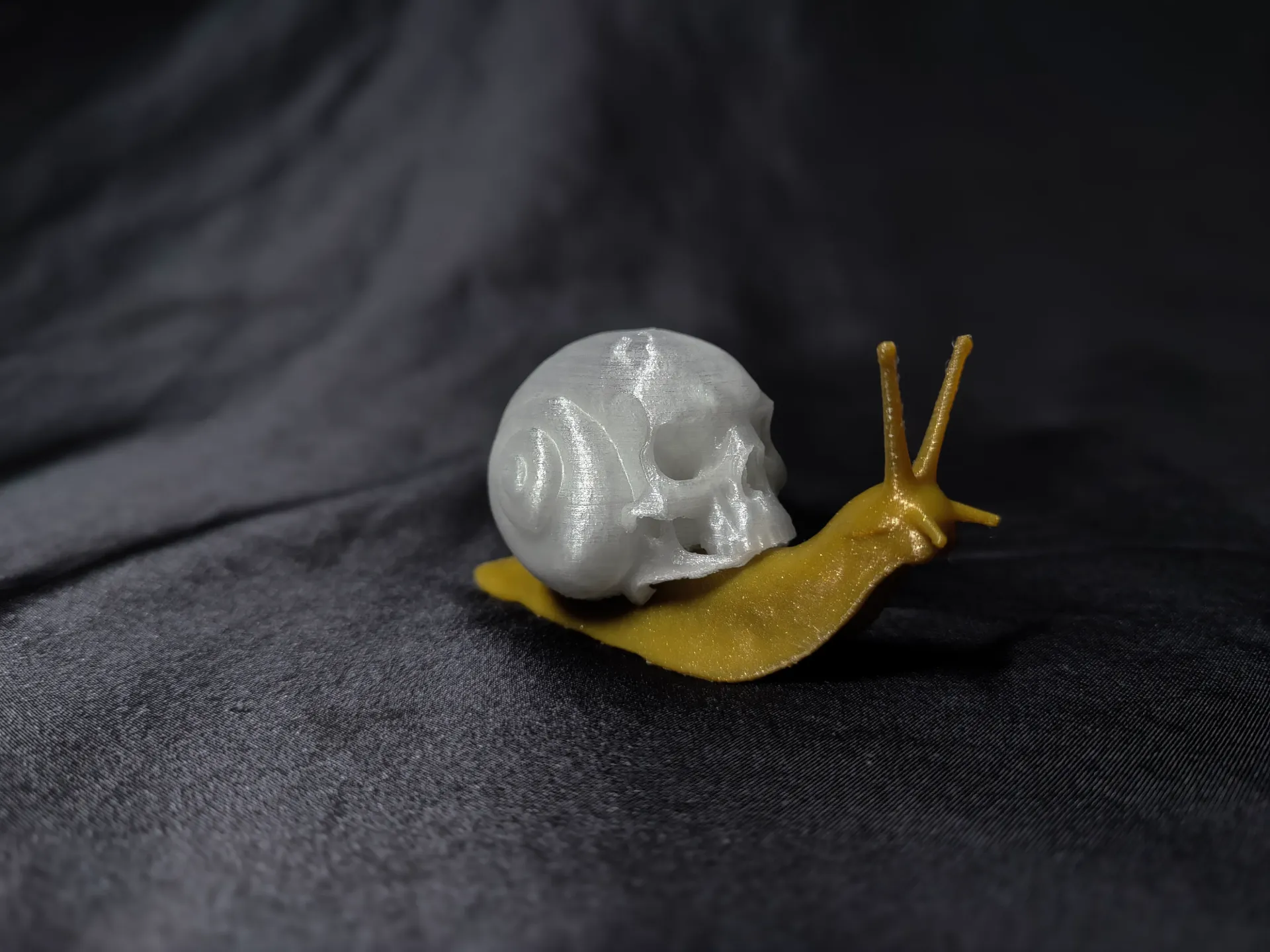 Gastropoda Cranialis